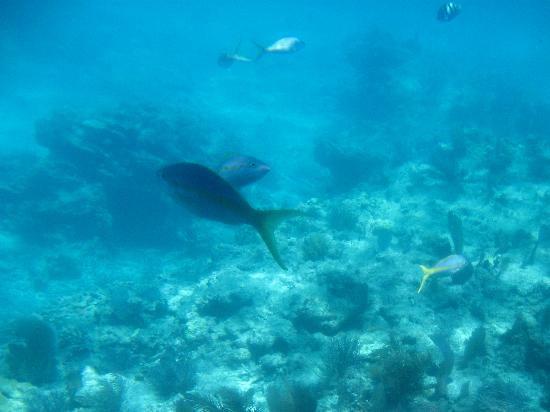 See the best view in Key West from a glass bottom boat