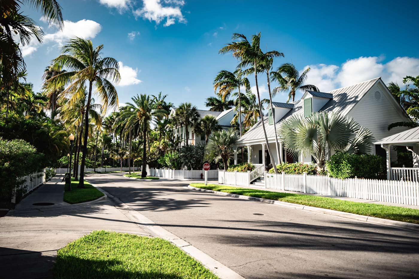 Palms and Homes