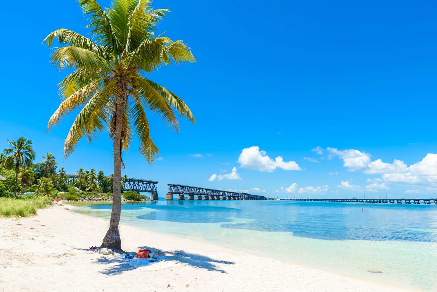 Lone Palm Near Bridge